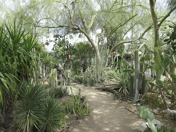 Moorten Botanical Garden: A Desert Eden